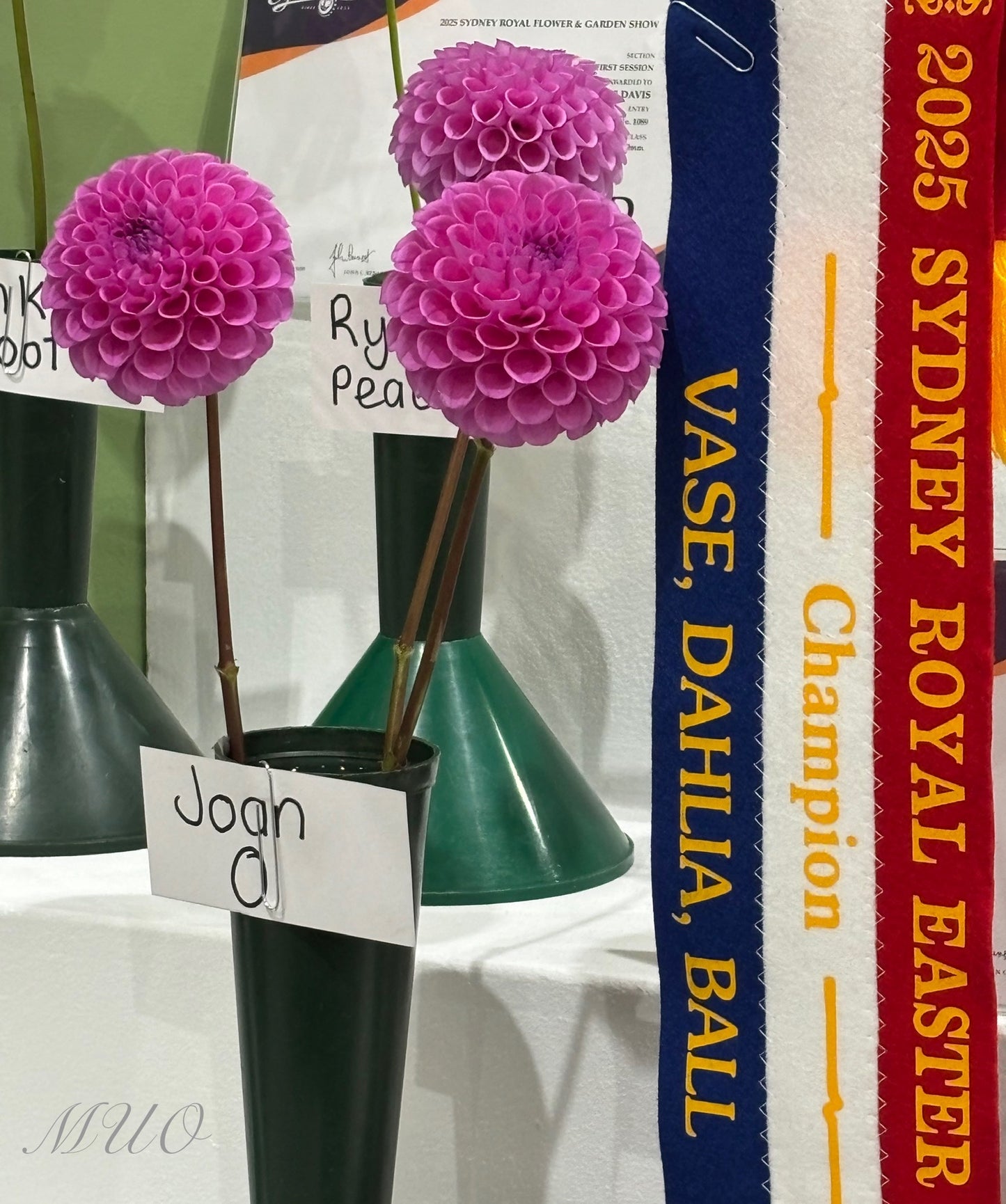 Joan O - Dahlia - Ball