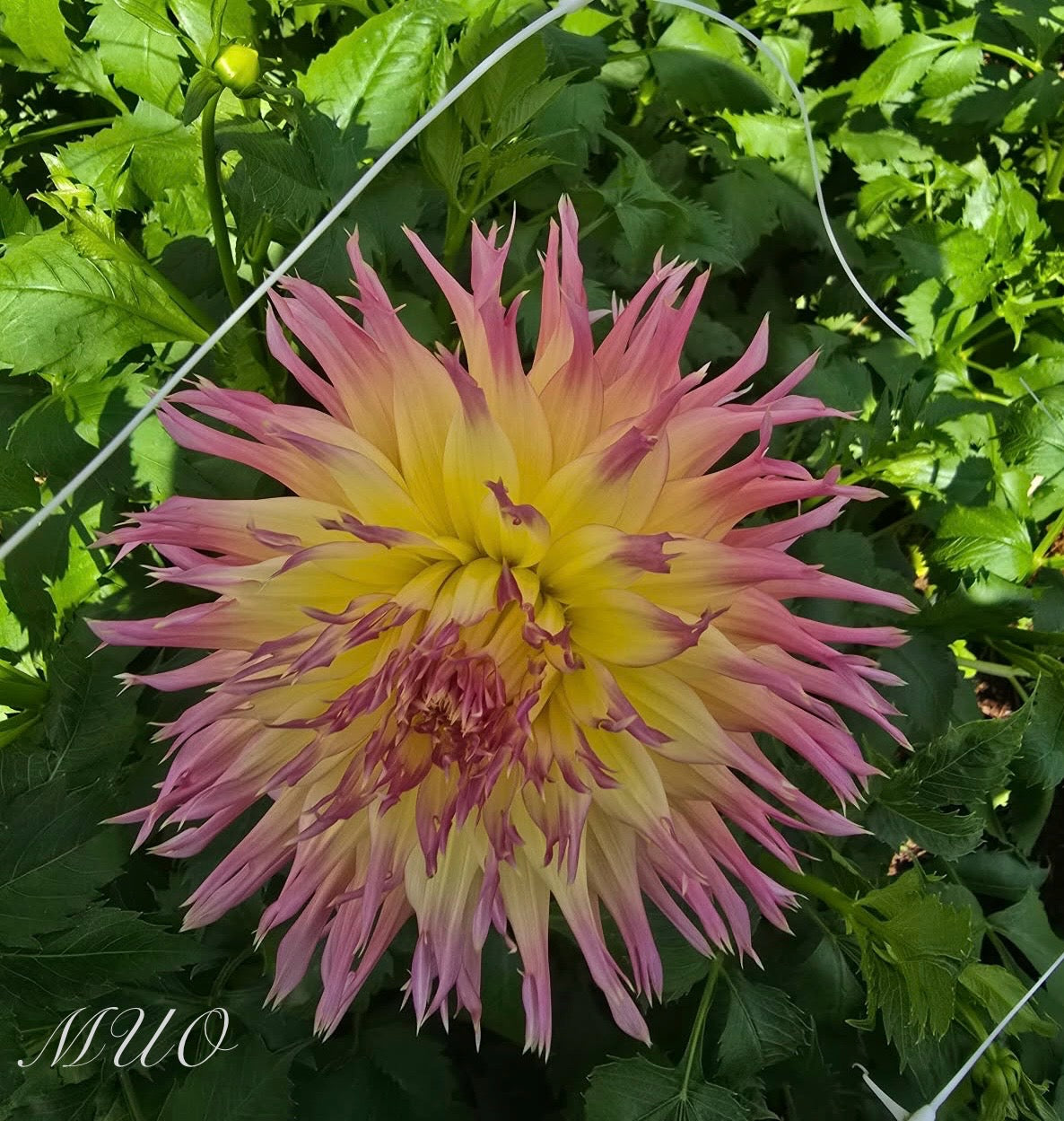 Judith Taylor - Dahlia - Fimbriated