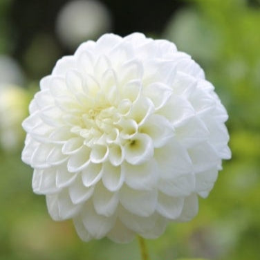 Coorabell Alpine - Dahlia - Miniature Decorative
