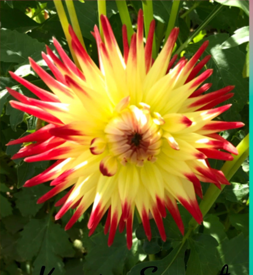Kenora Sunset - Dahlia - Medium Cactus