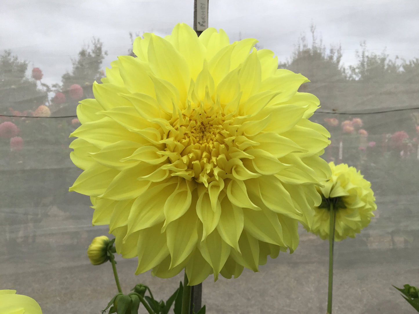 Formby Supreme - Dahlia - Large Decorative