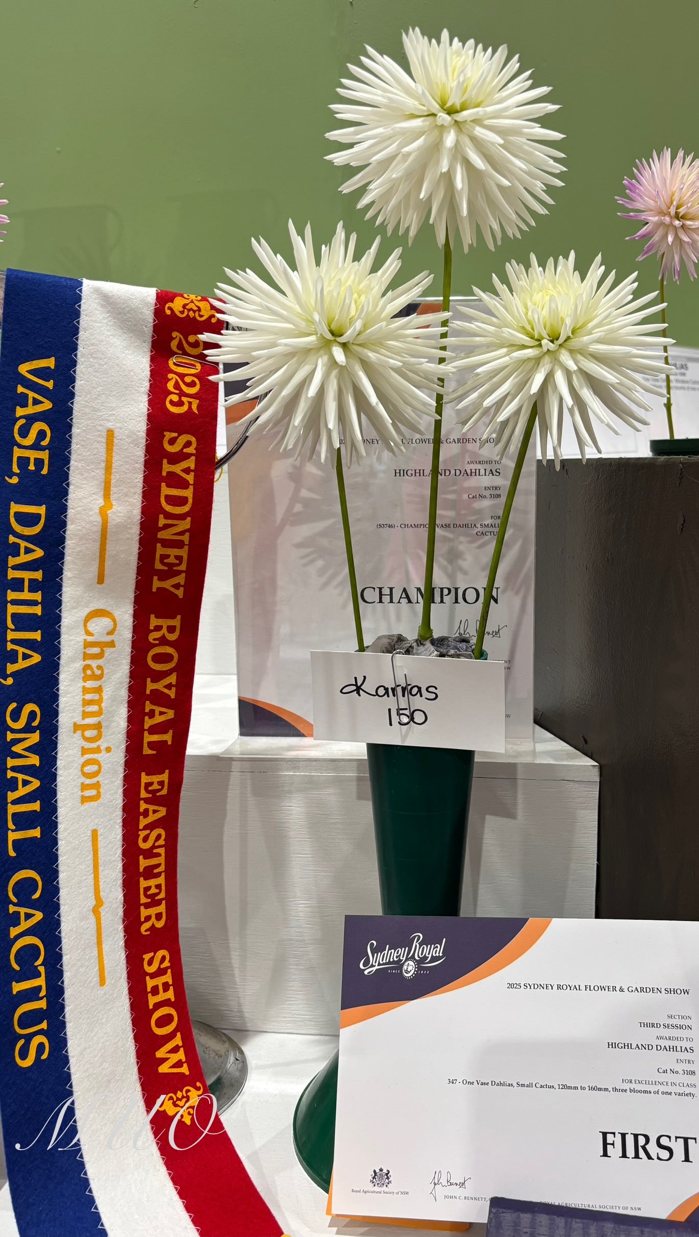 Karras 150 - Dahlia - Miniature Cactus