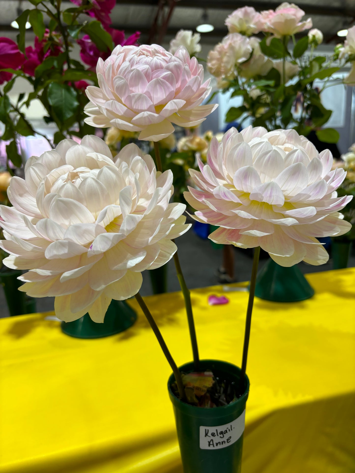 Kelgai Anne - Dahlia - Waterlily