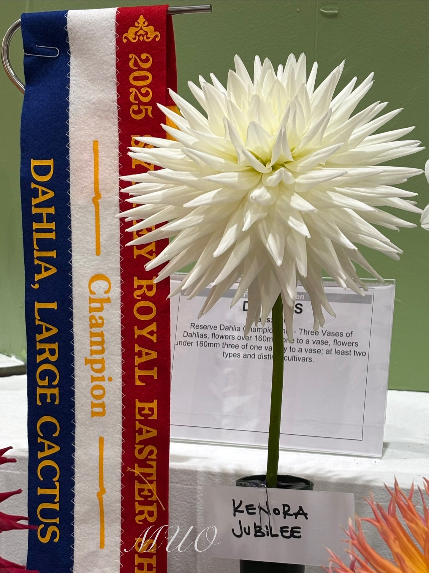 Kenora Jubilee - Dahlia - Large Cactus
