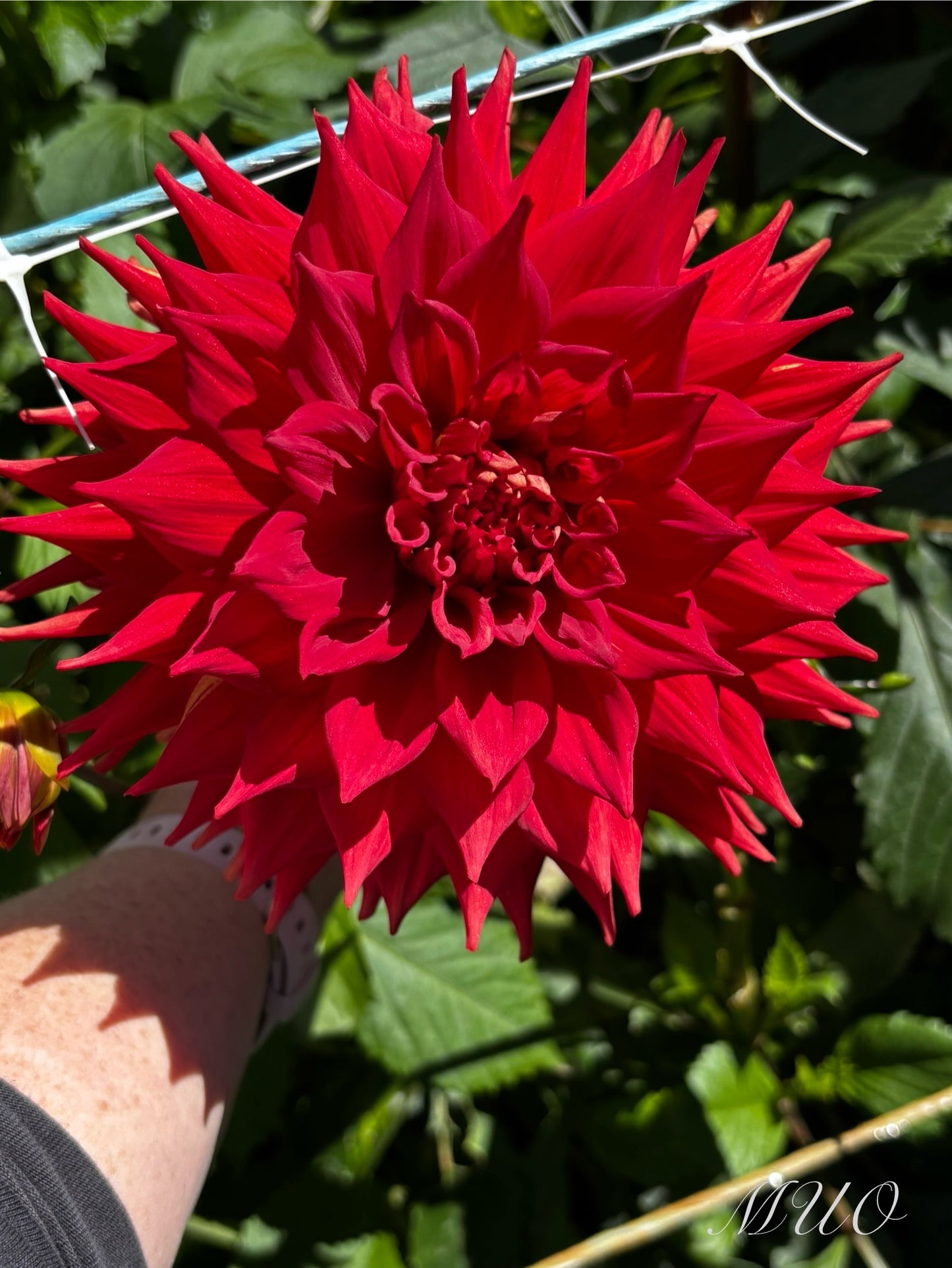 Kenora Wildfire - Dahlia - Large Decorative
