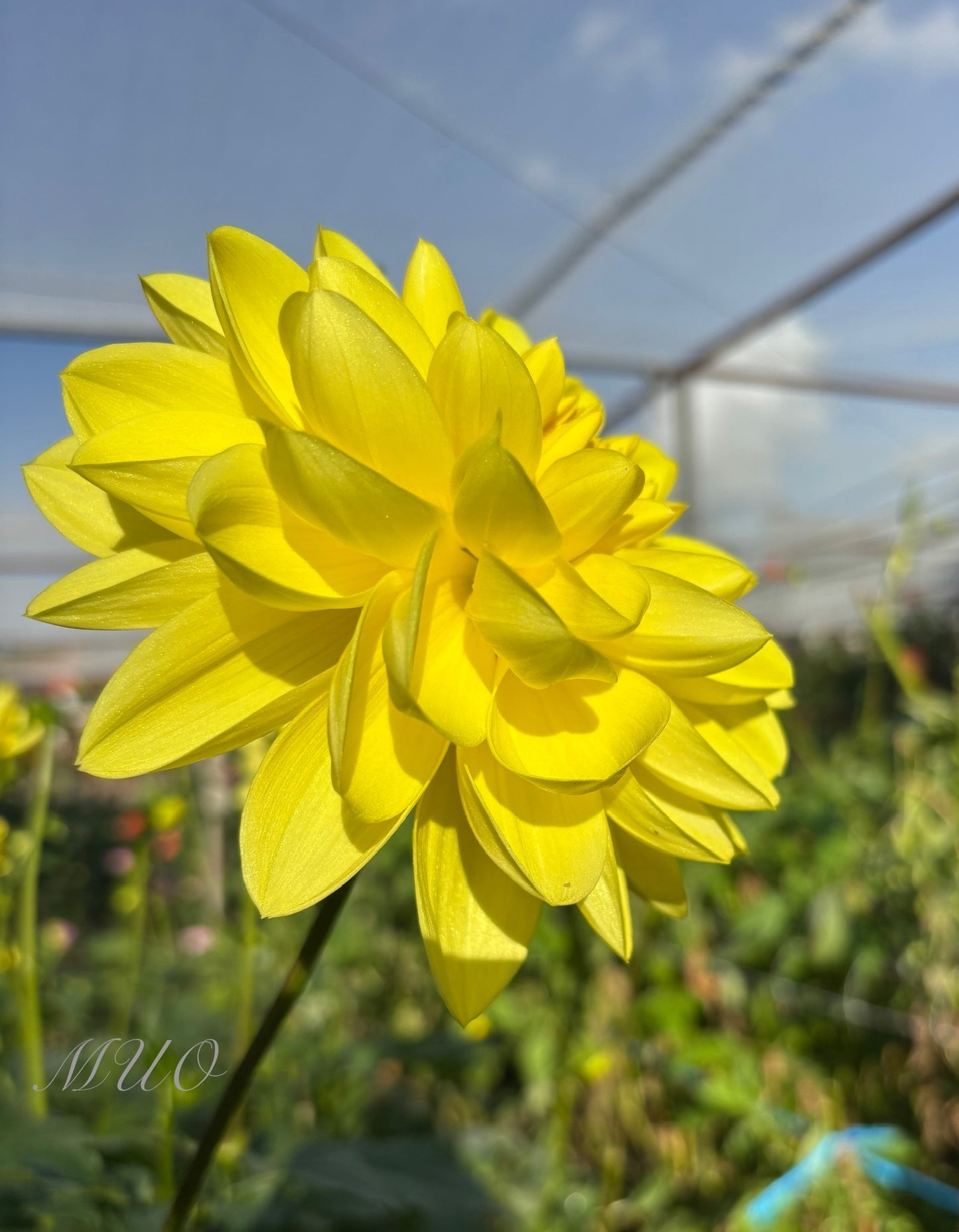 Ken's Gold - Dahlia - Waterlily