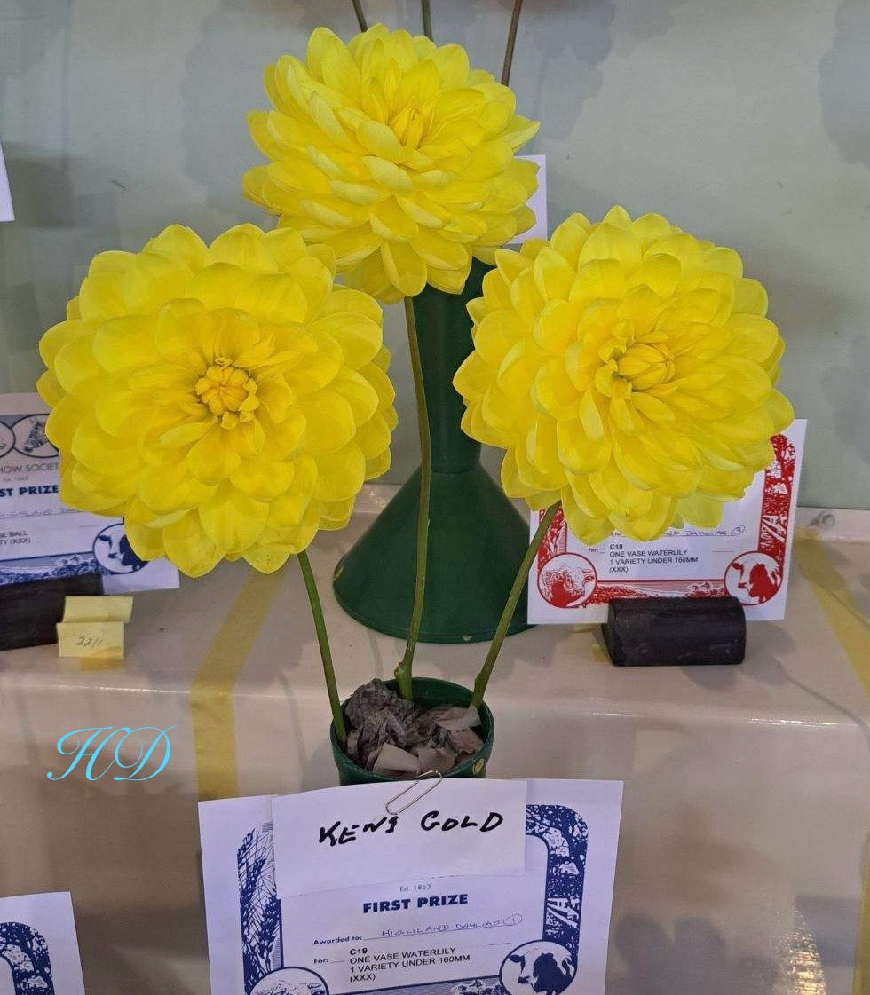 Ken's Gold - Dahlia - Waterlily