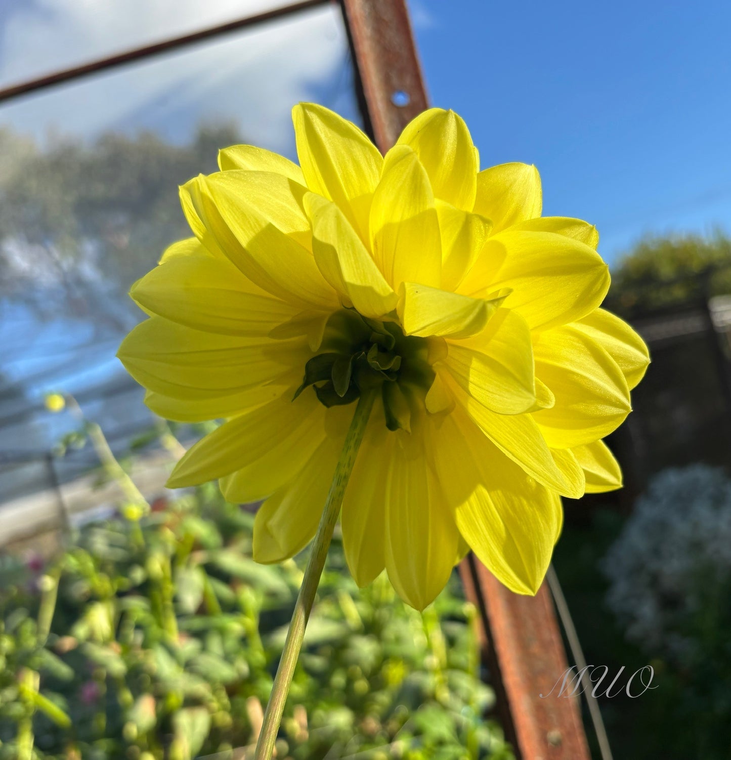 Ken's Gold - Dahlia - Waterlily