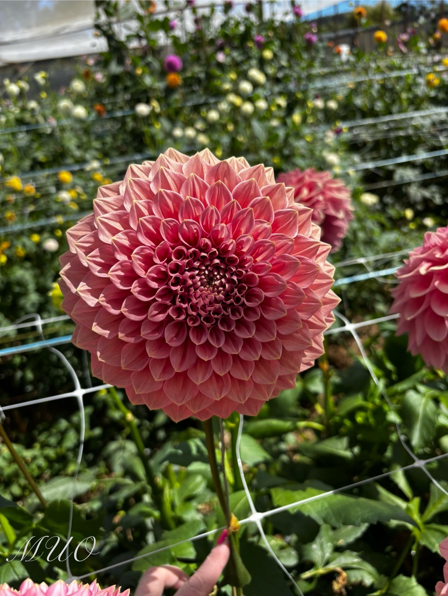 Kiara Marilyn - Dahlia - Large Decorative