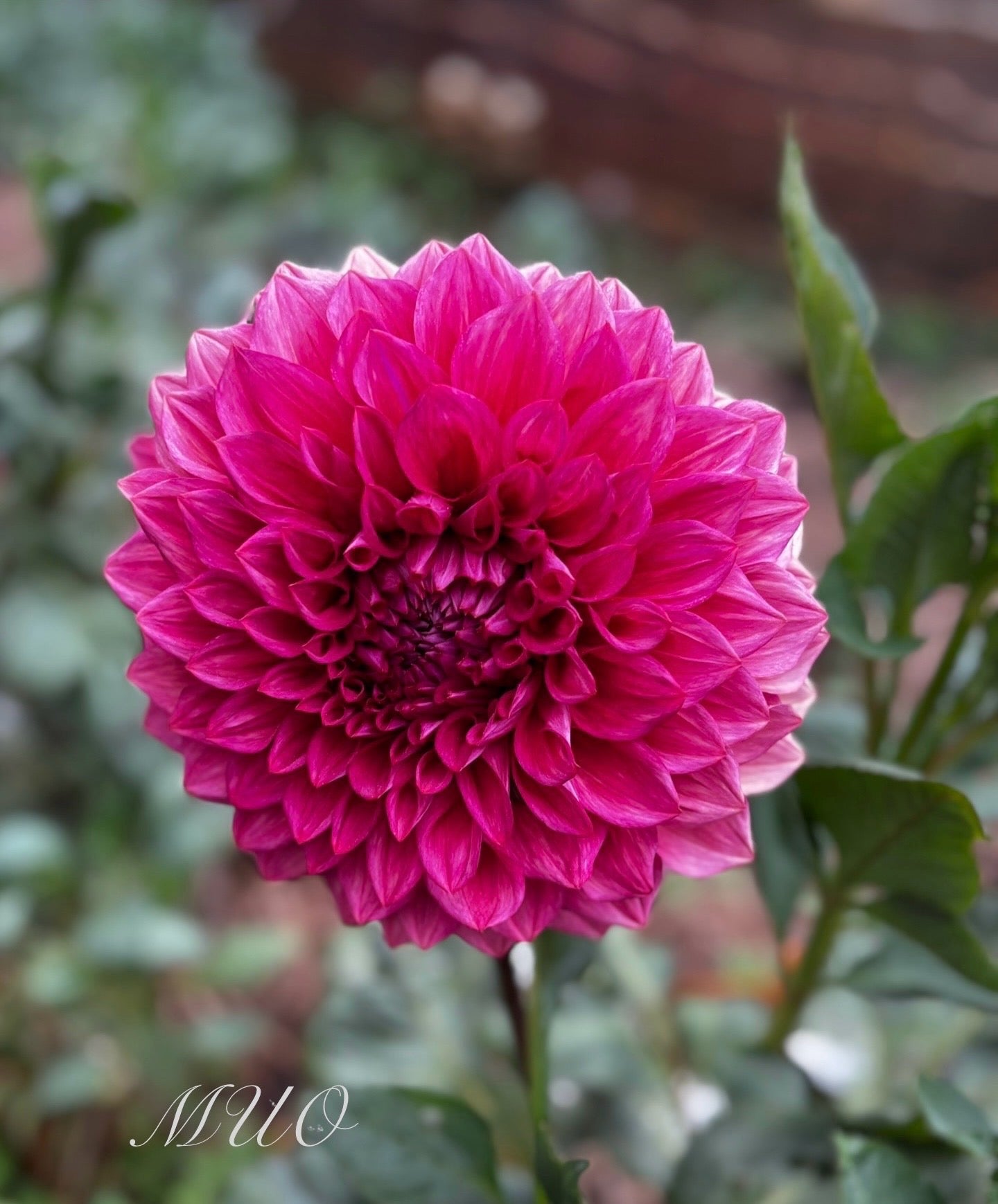 Kim's Valentine - Dahlia - Medium Decorative