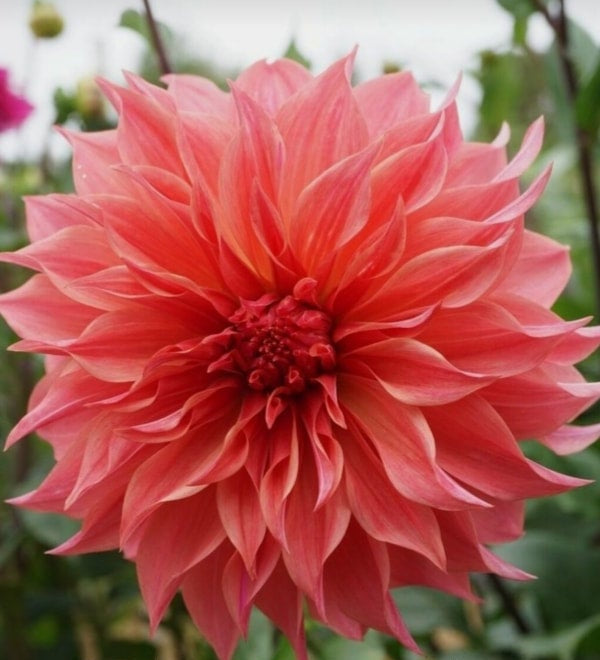 Carlos Watermelon - Dahlia - Large Decorative