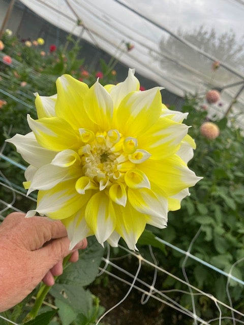 Lemon Snow - Dahlia - Medium Decorative