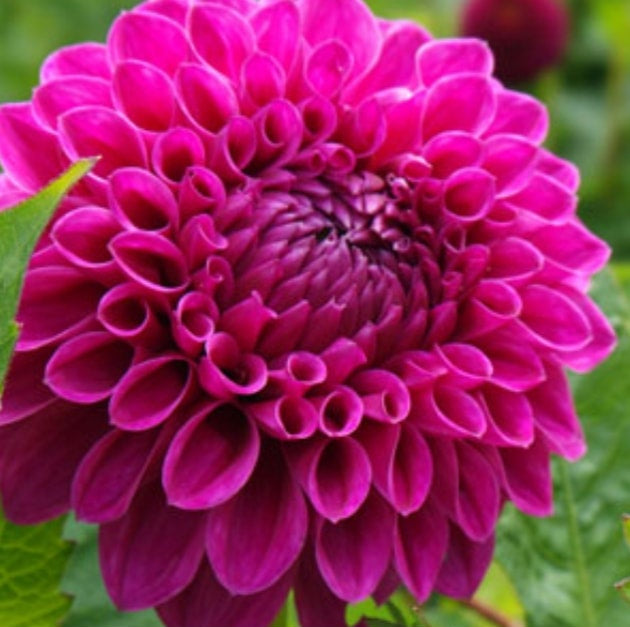 Barbary Bonafide - Dahlia - Ball Dahlia