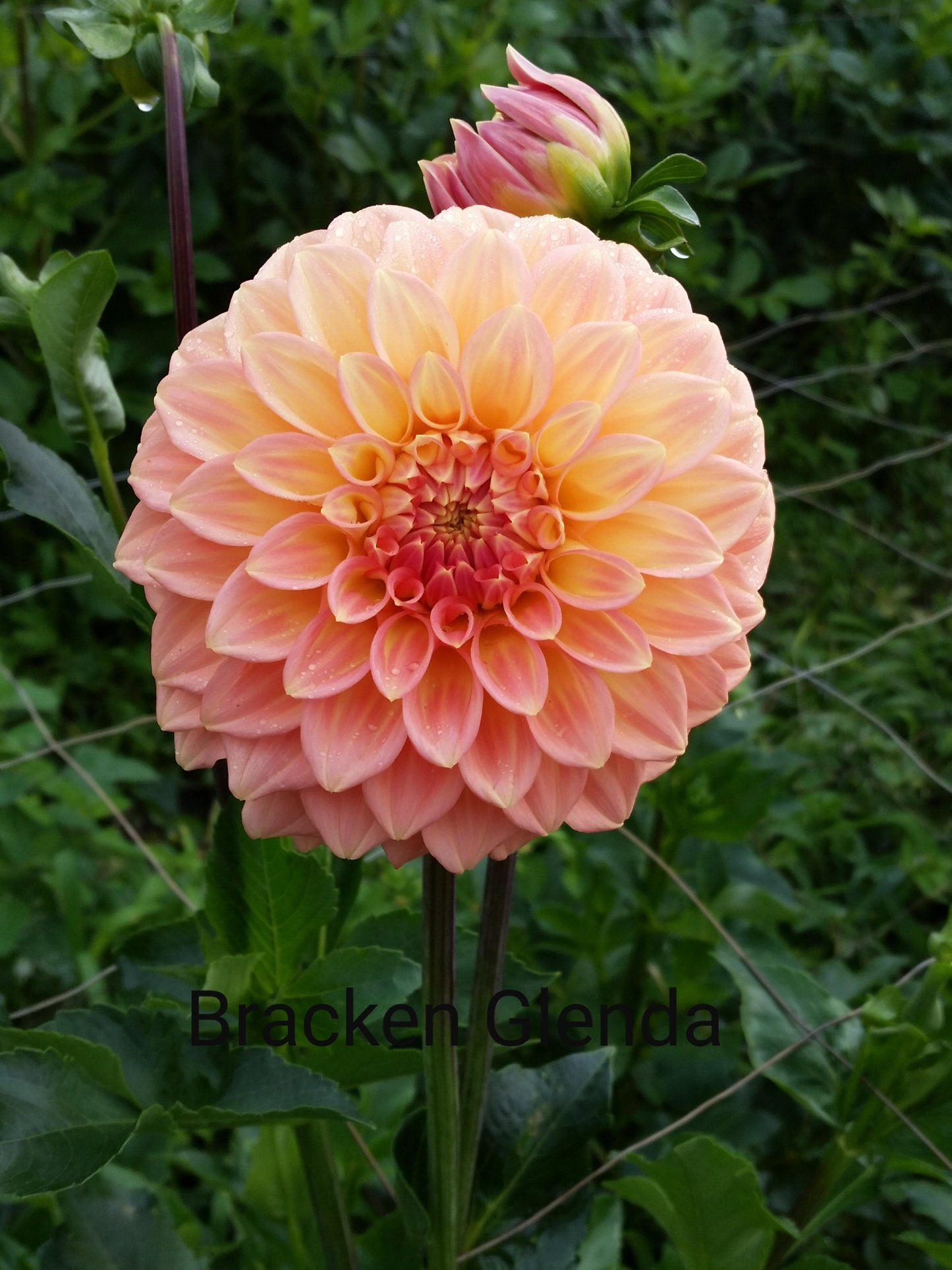 Bracken Glenda - Dahlia - Small decorative