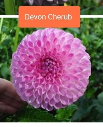 Devon Cherub - Dahlia - Ball Dahlia