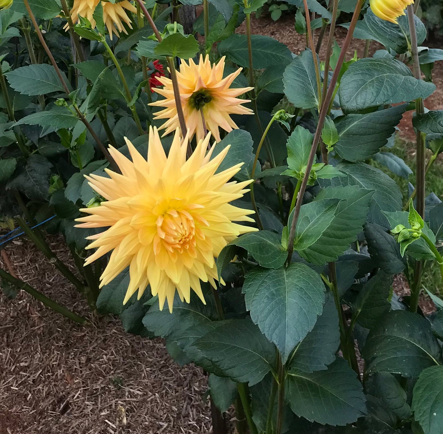 Kiara Julia - Dahlia - Large Cactus