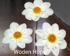 Woden Hope - Dahlia - Collerette