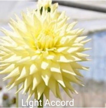 Lite Accord - Dahlia - Large Semi-Cactus