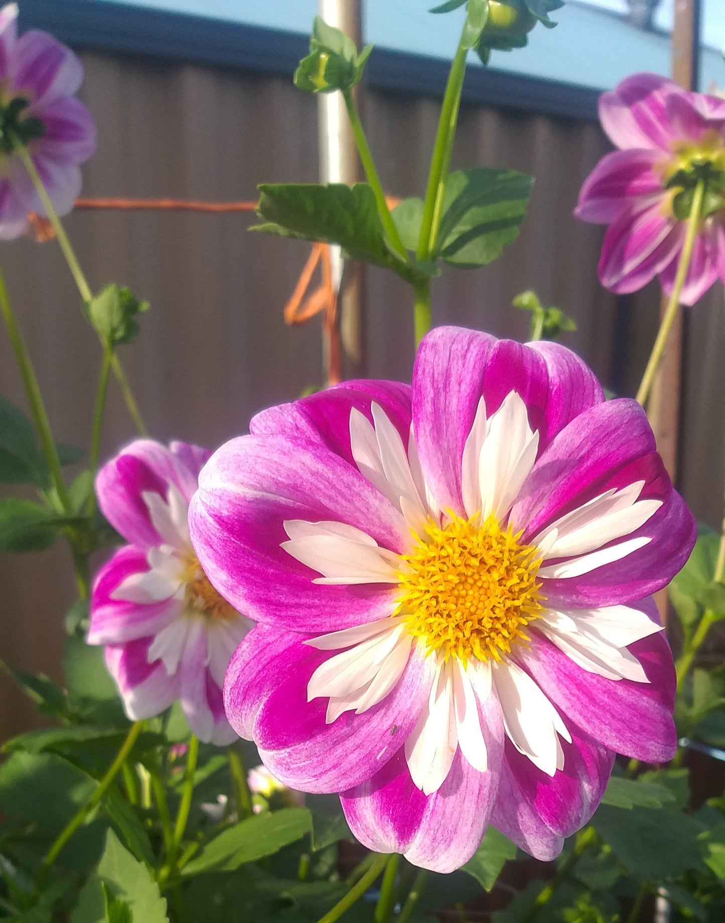 Ken's Gala - Dahlia - Collerette