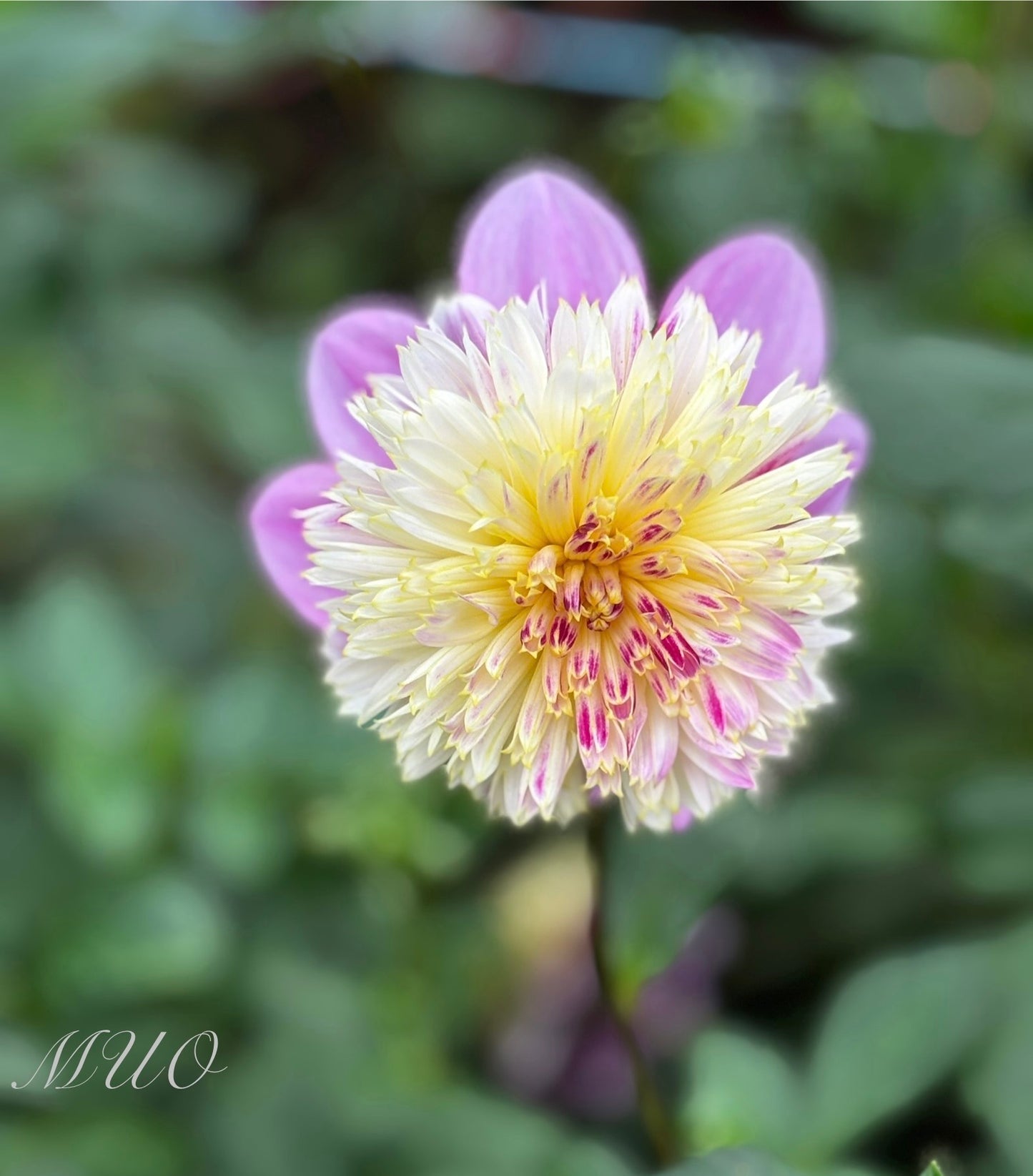 Mawak - Dahlia - Anemone