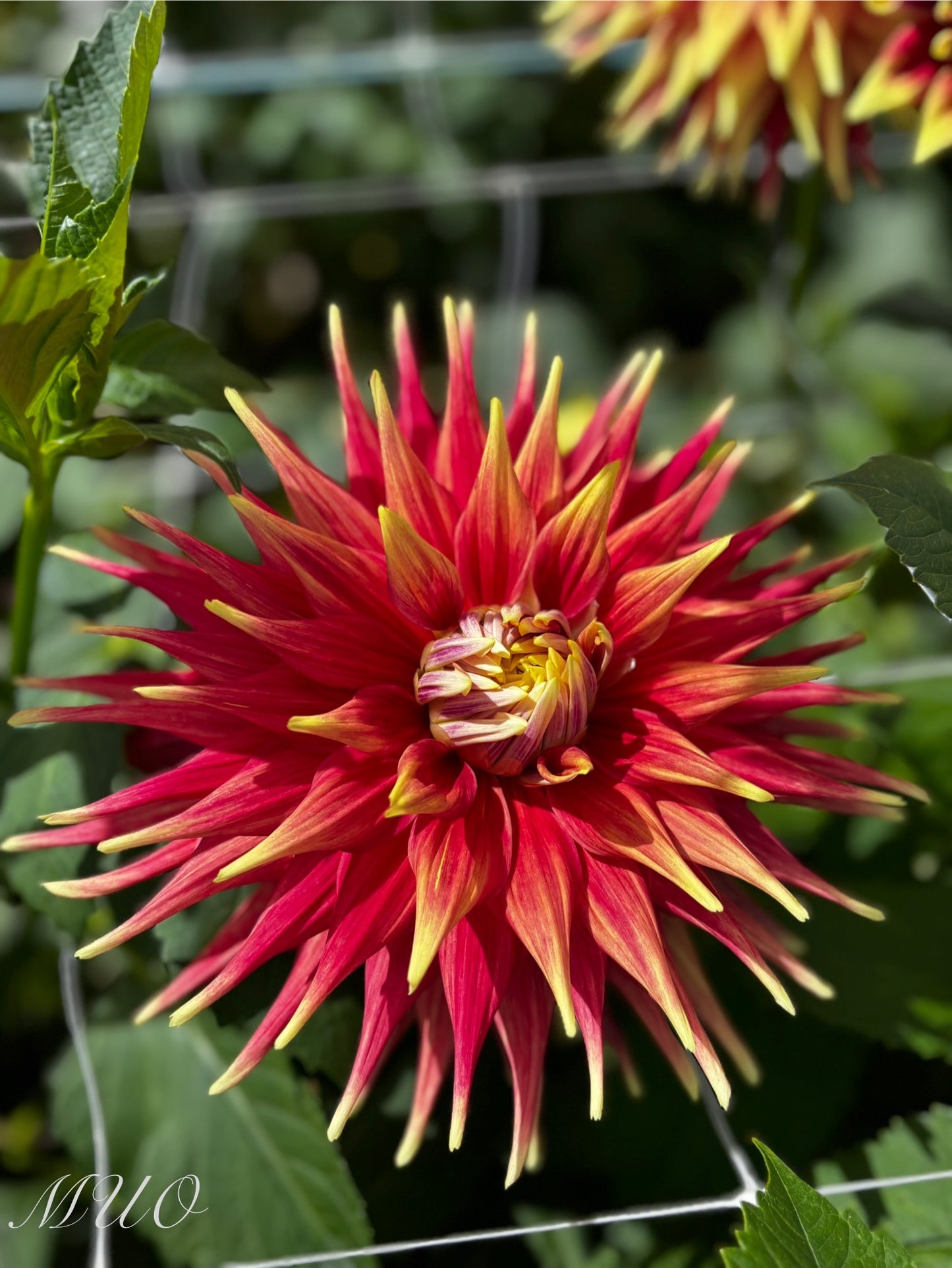Maxmann - Dahlia - Giant Cactus