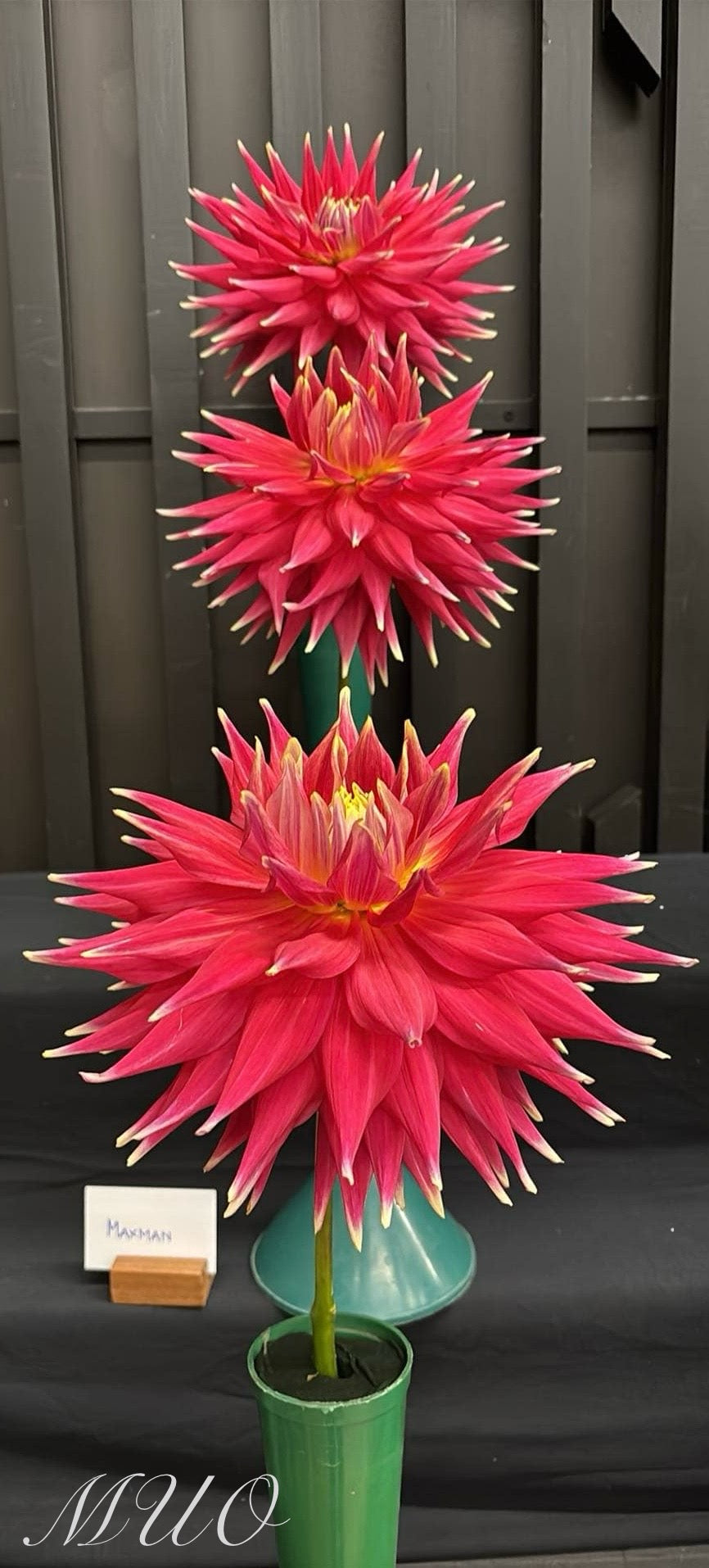 Maxmann - Dahlia - Giant Cactus