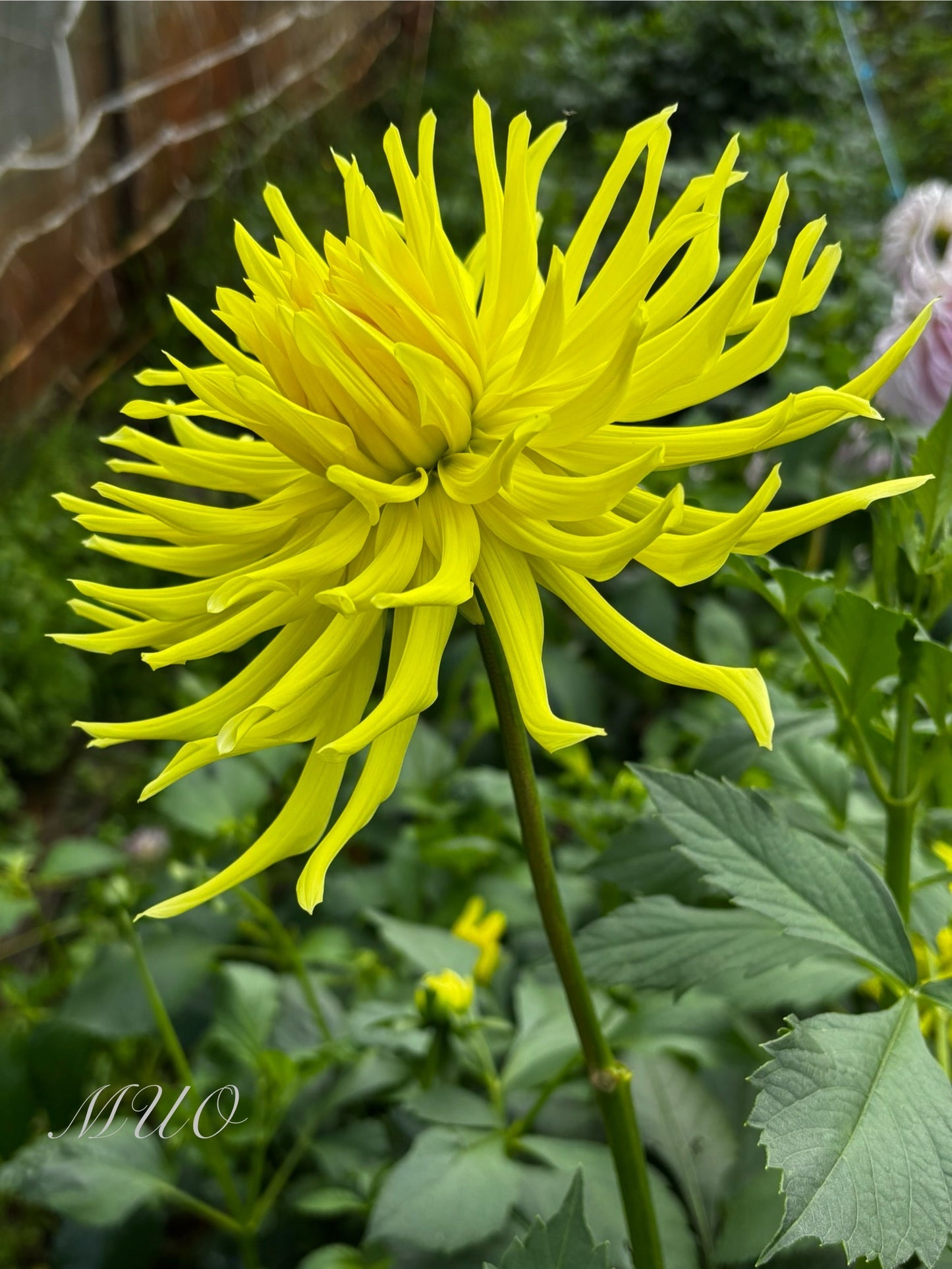 Mayarine - Dahlia - Incurved Cactus