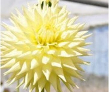 Hamari Accord - Dahlia - Large Semi Cactus