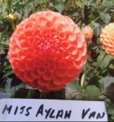 Miss Aylaha Van - Dahlia - Ball