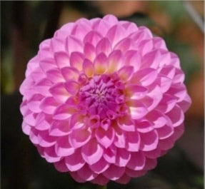 Brooks Josh - Dahlia - Miniature Decorative