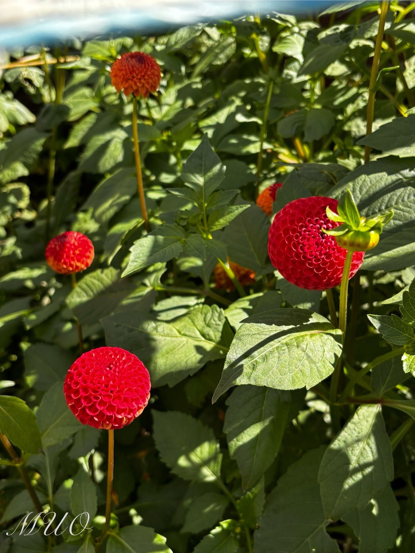 Winkie Lambrusco - Dahlia - Pompon