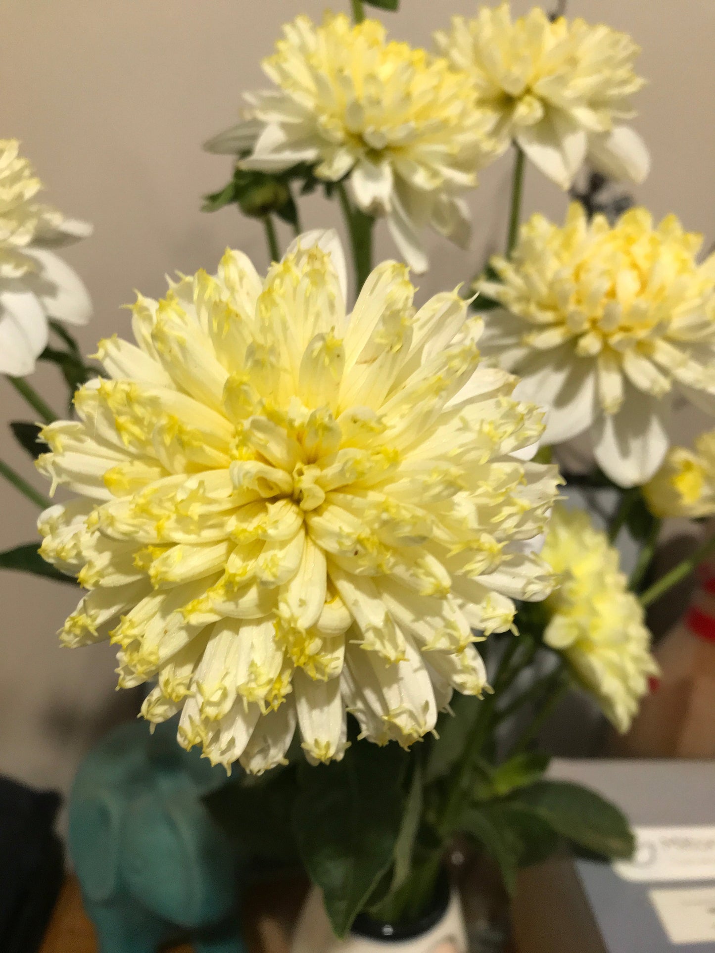 Lemon Sorbet - Dahlia - Anemone