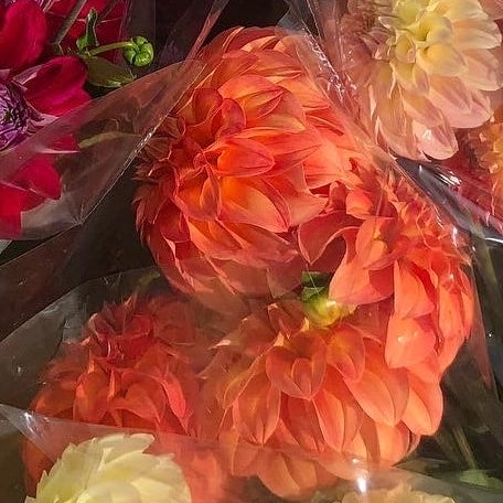 Glenmarc Viva - Dahlia - Small Decorative