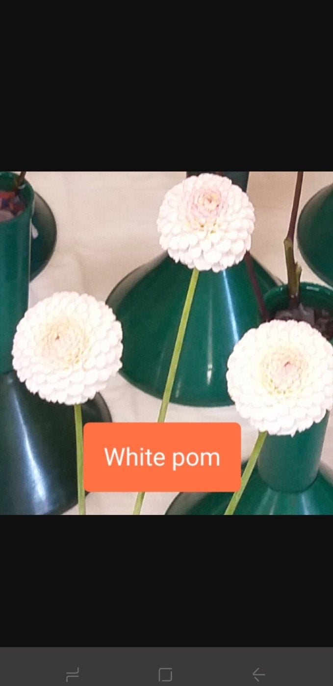 White Pom - Dahlia - Pompon