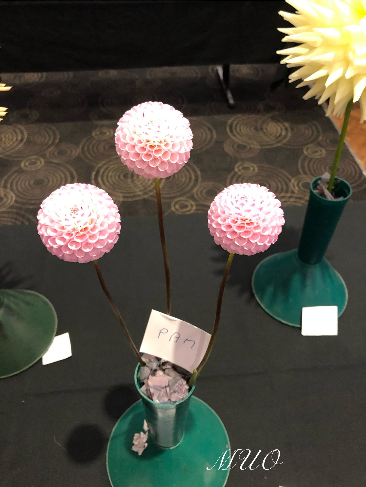 Pam - Dahlia - Pompon