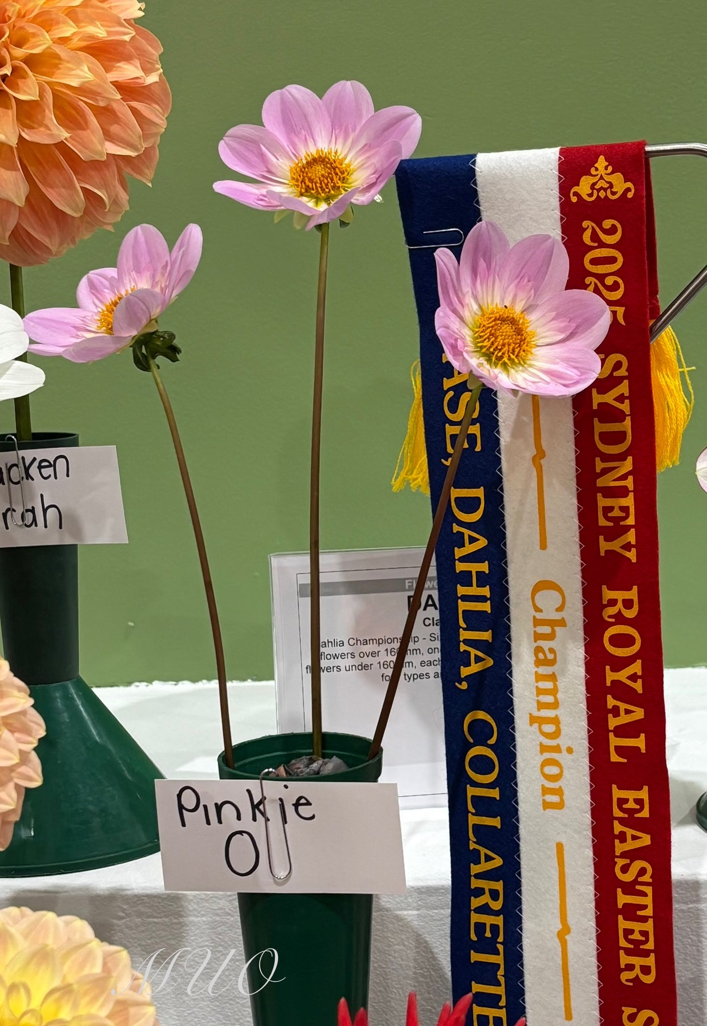 Pinkie 'O' - Dahlia - Collerette