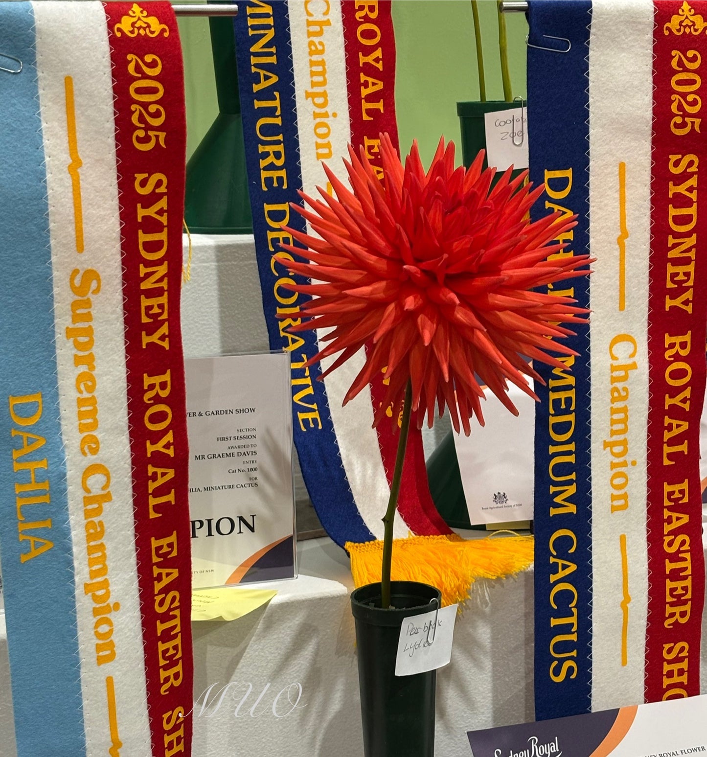 Purbeck Lydia - Dahlia - Medium Cactus