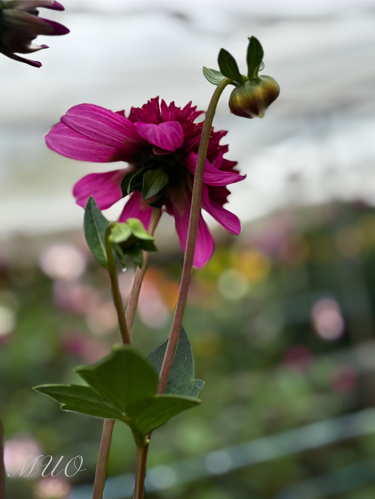 Purex - Dahlia - Anemone