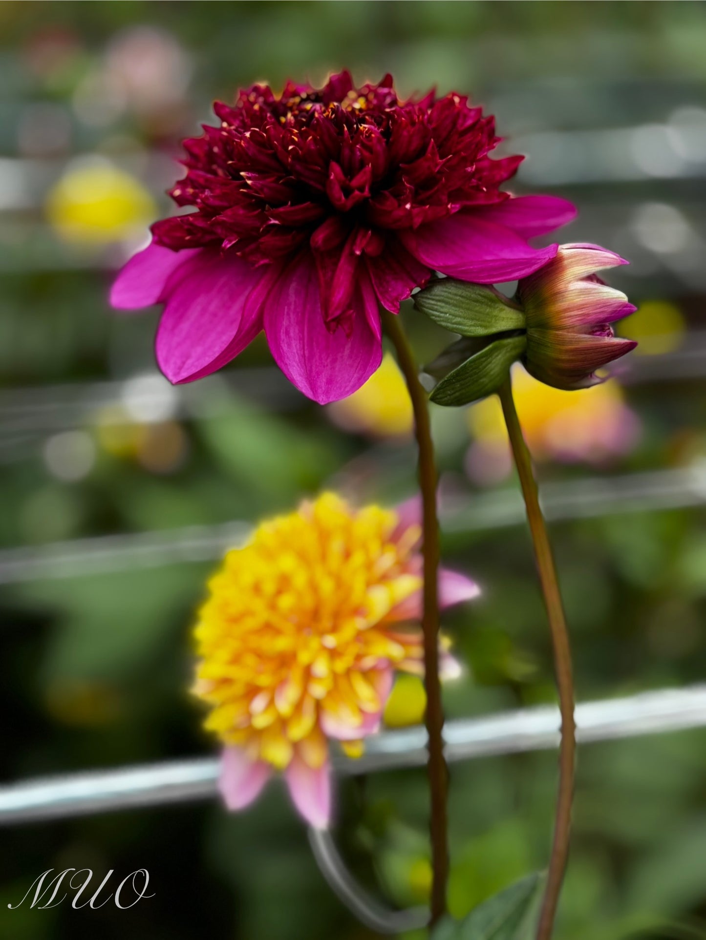 Purex - Dahlia - Anemone