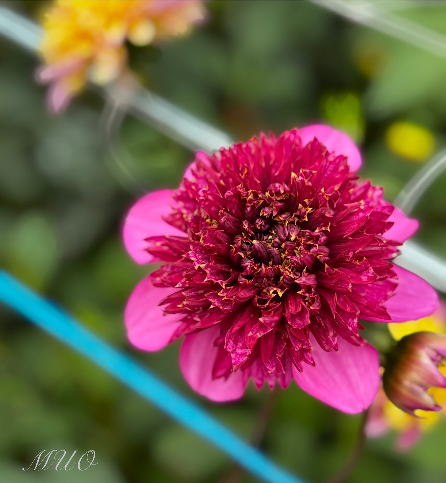 Purex - Dahlia - Anemone