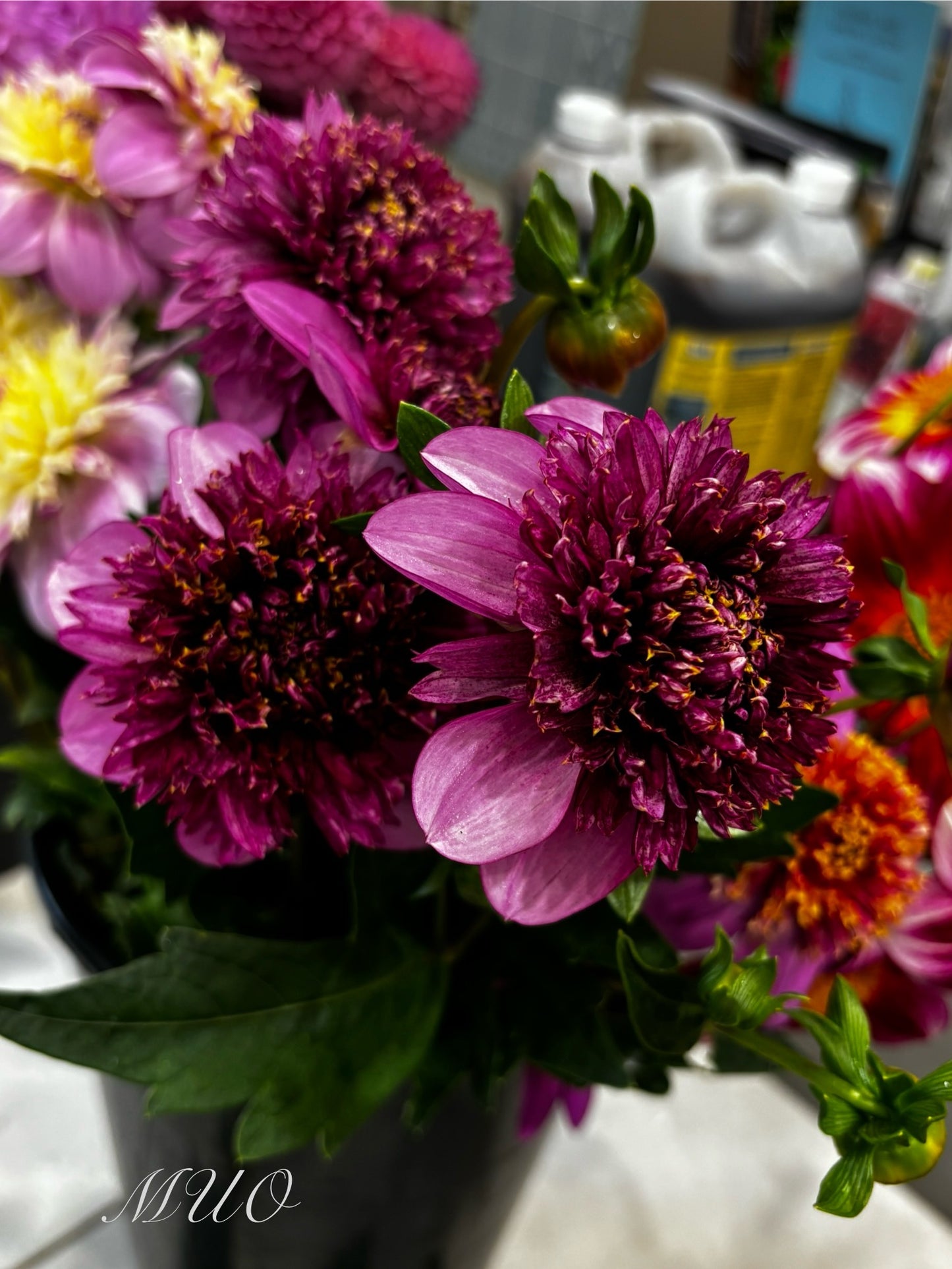 Purex - Dahlia - Anemone