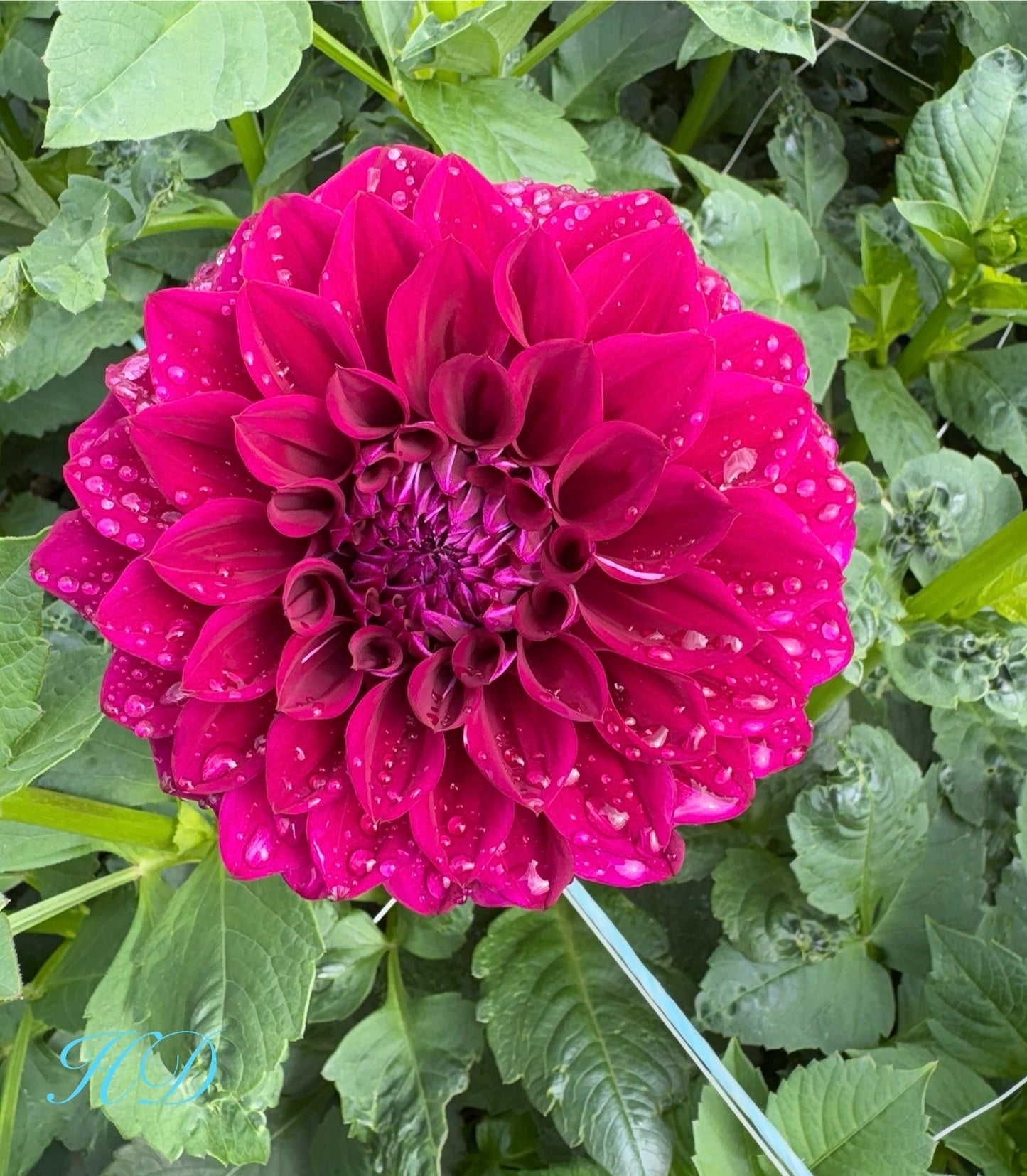 Purple Dream - Dahlia - Small Decorative