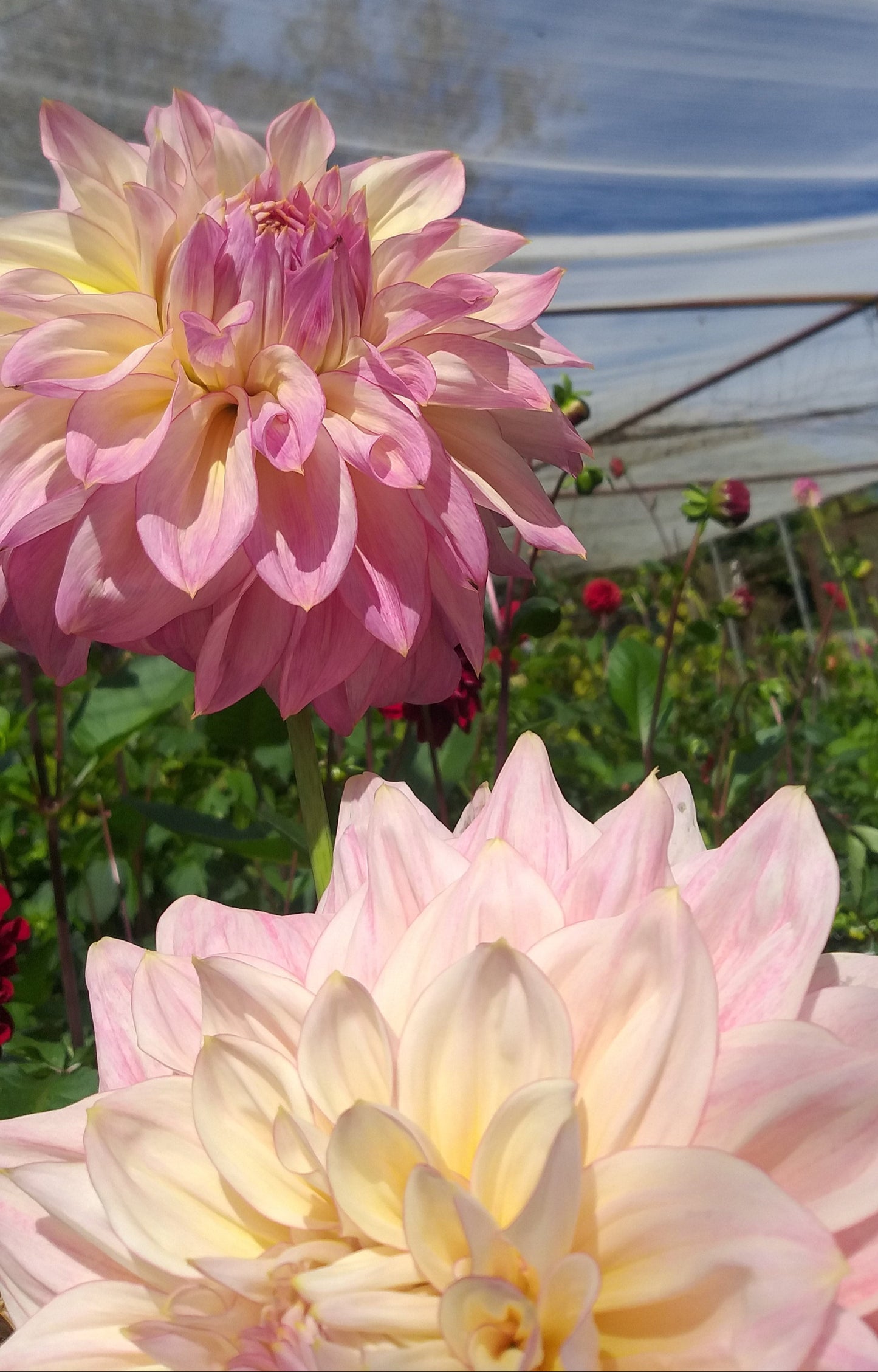Ozhara - Dahlia - Giant Decorative