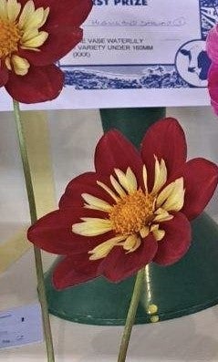 Moray Apache - Dahlia - Collerette