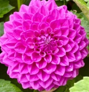 Winkie Pat - Dahlia - Miniature Decorative