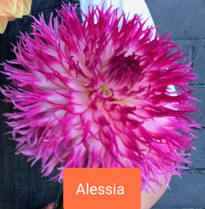 Alessia - Dahlia- Fimbriated Cactus