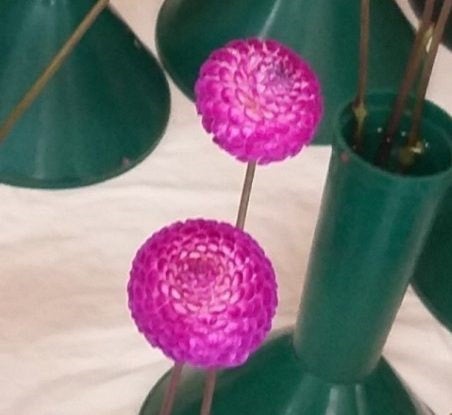 Worton Willo - Dahlia - Pompon