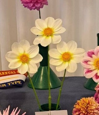 Woden White Light - Dahlia - Single