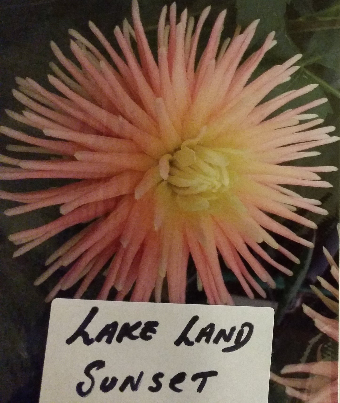 Lakeland Sunset - Dahlia - Small Cactus
