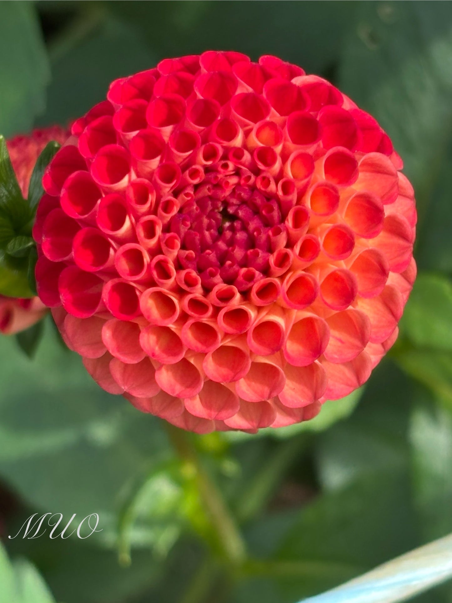 Ray's Gold - Dahlia - Pompon